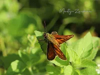 Groot dikkopje [Ochlodes sylvanus]